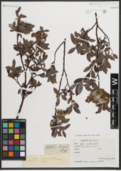 Foto von Salix myrsinites L.